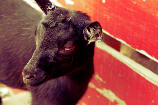 colasantis-black-baby-goat